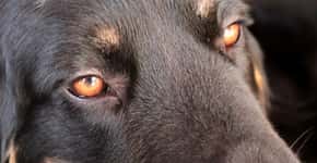 Cachorra tem cabeça decepada e corpo incendiado em Goiás