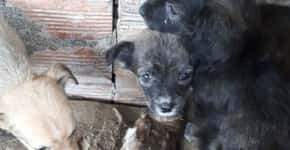 Cachorros abandonados sem comida são resgatados de sítio em SP