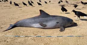 Golfinho é encontrado morto com manchas de óleo em praia de AL