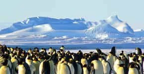 Microplásticos são encontrados em pinguins na Antártica