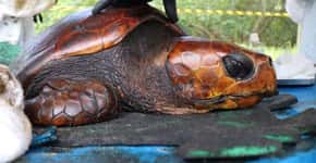 Tartaruga símbolo de desastre no Nordeste recebe cuidados