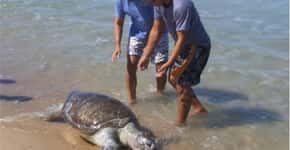 23 tartarugas morrem no Ceará após manchas de óleo