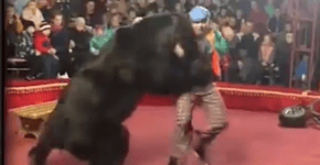 Vídeo: Urso ataca treinador em circo na Rússia bem pertinho da plateia