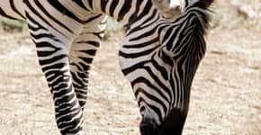 Zebra explorada para entretenimento é morta após fugir de circo