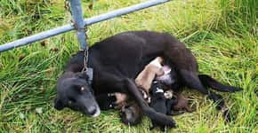 Cadela com seis filhotes recém-nascidos é abandonada acorrentada