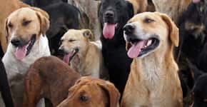 Carrefour ajuda mais de 450 abrigos de animais após caso Manchinha