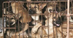 Matança de cachorros para consumo chega ao fim em Seul
