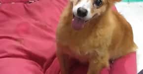 Ação de despejo ameaça cães idosos resgatados do abandono em SP