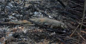 Pantanal: queimadas colocam em risco animais ameaçados de extinção