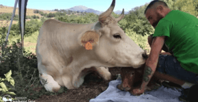 Vaca resgatada dá à luz em santuário e agradece ao seu salvador