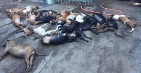 Trancados numa fiorino, 25 cães morrem por falta de ar no Paraná