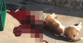Policiais são denunciados por morte de cachorro em SP