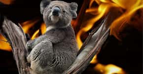 Mais de um bilhão de animais morreram em incêndios na Austrália