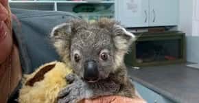 Foto: (Reprodução/Facebook/Koala Hospital em Port Macquarie)