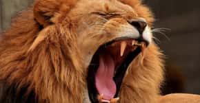 Leões podem estar extintos até 2031, alerta entidade