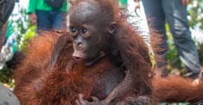 Bebê orangotango chora e se agarra à mãe durante resgate