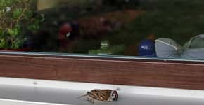Solução simples evita choque de pássaros contra vidros