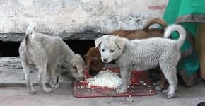 Animais que vivem na rua sofrem após isolamento por coronavírus