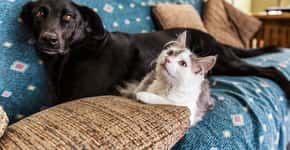 Coronavírus: como cuidar de cachorros e gatos durante isolamento