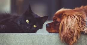 Todos querem saber: cães e gatos podem contrair coronavírus?