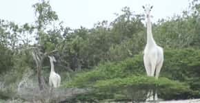 Caçadores matam duas girafas brancas extremamente raras