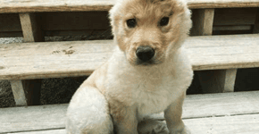 Cachorrinha com uma orelha só vira sensação na internet