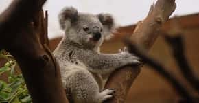 População de coalas diminuiu em dois terços em 20 anos