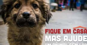 ANDA lança campanha ‘Fique em casa, mas ajude um animal sem lar’