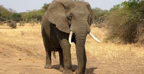 Elefantes são libertos de cadeiras usadas para carregar turistas