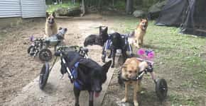 Mulher adota seis cachorros com deficiência ou doença