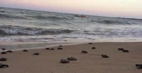 Cerca de 100 tartarugas-de-pente nascem em praias vazias de PE