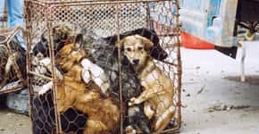 China deixa de classificar cachorros como animais para consumo