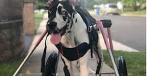 Cachorra tetraplégica que seria sacrificada se recupera