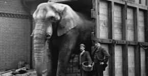 A vida repleta de agressões do elefante que inspirou filme Dumbo