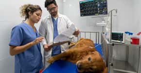 Governo convoca veterinários para ajudar no combate ao coronavírus