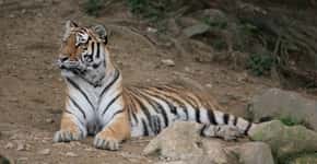 Vídeo mostra tigre deprimido andando em círculos em zoológico