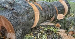 Mais de 189 milhões de árvores foram derrubadas no Xingu em 2019
