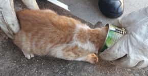 Gato prende cabeça em lata e caso reforça descarte correto de lixo