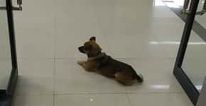Cachorro espera na porta de hospital por tutor vítima da covid-19