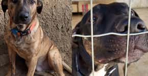 Deprimidos, cachorros devolvidos por Claudia Ohana buscam novos lares