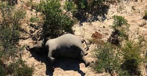 Morte em massa de mais de 350 elefantes é investigada em Botsuana