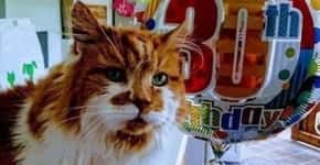 Rubble, o gato mais velho do mundo, morre aos 31 anos
