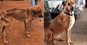 Transformação de cachorro resgatado caquético mostra poder do amor