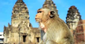 Macacos tomam cidade turística na Tailândia e enclausuram moradores