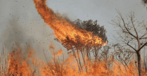 Pantanal em chamas: mobilizações online cobram ação dos governos