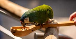 Parque das Aves reabre para visitação em Foz do Iguaçu