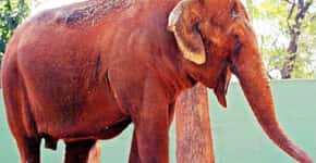 Justiça determina transferência da elefanta Bambi a santuário