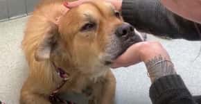 Cão idoso desenganado por veterinário se recupera após adoção
