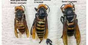 EUA eliminam ninho de ‘vespas assassinas’ com 200 rainhas