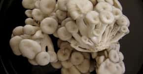 Cogumelos brancos podem ajudar sua saúde neste aspecto